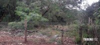 Homem é encontrado morto sem identificado em área de mata no Porto Meira 