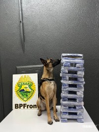 Ação policial resulta na apreensão de 25,9 Kg de maconha em ônibus interestadual em Santa Terezinha de Itaipu