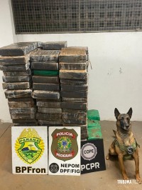 PM, PF e PC apreendem 1021,1 Kg de maconha em Santa Helena