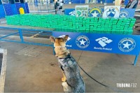 Cão da Receita Federal flagra van carregada com 227 Kg de maconha na Ponte da Amizade
