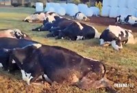 32 vacas eletrocutadas no interior de Marechal Cândido Rondon