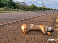 Onça-parda morre atropelada na Ruta PY-07 em Hernandárias no Paraguai