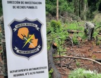 Policiais do Departamento Antinarcóticos destroem plantação de cinco hectares de maconha em Ytakyry