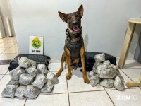CHOQUE/CANIL da PM apreende maconha tipo capulho em duas malas em ônibus interestadual em São Miguel do Iguaçu