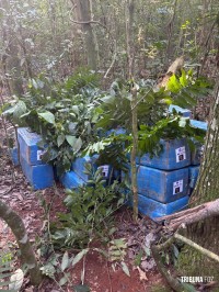 Policia Federal, PM e PC apreendem 726,5 Kg de maconha em Santa Helena