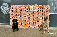 Canis da PM do Paraná causam prejuízo de R$ 900 milhões ao crime em dois anos
