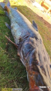 Pintado de 49 Kg é capturado no Lago de Itaipu por pescador em Santa Helena