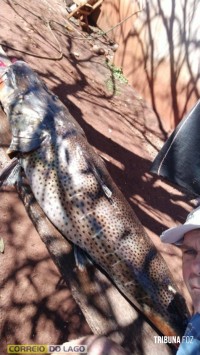 Pintado de 49 Kg é capturado no Lago de Itaipu por pescador em Santa Helena