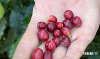China habilita 183 empresas brasileiras a exportar café para o país