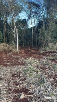 Policia Federal, Policia Civil e Policia Militar impedem devastação de mata ciliar no Lago de Itaipu