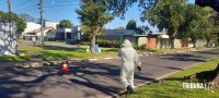 Homem sofre mais de 200 picadas em ataque de abelhas na Vila Yolanda