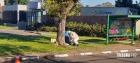 Homem sofre mais de 200 picadas em ataque de abelhas na Vila Yolanda