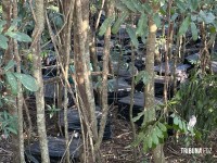 Forças policiais apreendem centenas de caixas de cigarros contrabandeados em Itaipulândia