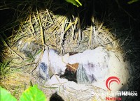 Corpo amarrado é encontrado em loteamento novo em Foz do Iguaçu