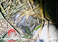 Corpo amarrado é encontrado em loteamento novo em Foz do Iguaçu