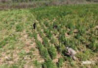 Polícia paraguaia destrói 30 toneladas de maconha em operação na fronteira