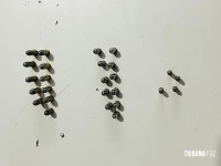 Munições são encontradas durante reforma no CRAS de Três Lagoas 