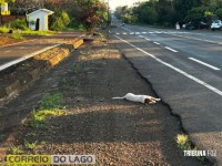 Motociclista atropela cachorro e é socorrida pelo SAMU em Santa Helena