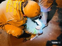 Homem é atacado por cachorro e recusa atendimento médico por estar usando tornozeleira eletrônica