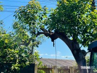 Siate socorre homem que caiu de uma árvore de seis metros no Jardim São Roque