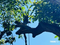 Siate socorre homem que caiu de uma árvore de seis metros no Jardim São Roque