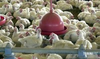 China suspende proibição de compra de carne de frango do Brasil