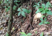 Ossada humana é encontrada por trabalhadores na região da mata verde, em Foz do Iguaçu