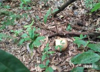 Ossada humana é encontrada por trabalhadores na região da mata verde, em Foz do Iguaçu