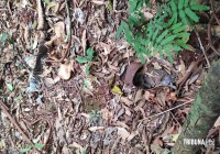 Ossada humana é encontrada por trabalhadores na região da mata verde, em Foz do Iguaçu