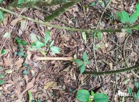 Ossada humana é encontrada por trabalhadores na região da mata verde, em Foz do Iguaçu