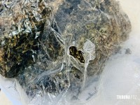 Entorpecente é abandonado às margens da BR-277 após indivíduo perceber fiscalização da PRF Entorpecente é abandonado às margens da BR-277 após indivíduo perceber fiscalização da PRF