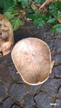 Guarda Municipal localiza crânio humano no centro de Foz do Iguaçu