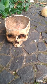 Guarda Municipal localiza crânio humano no centro de Foz do Iguaçu