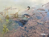 Corpo de homem é encontrado boiando no Rio Paraná em Foz do Iguaçu