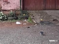 Homem é morto a pedradas na Vila Portes 