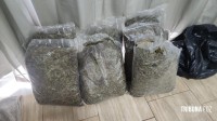 DENARC em ação integrada apreende 141 quilos de maconha armazenados em residência no bairro Jardim Panorama