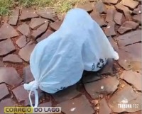 Crueldade: Cão é encontrado amarrado dentro de saco em Santa Helena