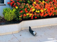 Motociclista fica ferido após colisão com carro e bater contra portão da Igreja no Conjunto Sol de Maio