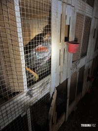 Policia Federal deflagra operação de combates aos crimes ambientais e ao tráfico na região oeste do Paraná e Santa Catarina