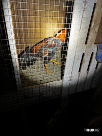 Policia Federal deflagra operação de combates aos crimes ambientais e ao tráfico na região oeste do Paraná e Santa Catarina