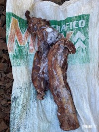 Polícia Federal deflagra operação contra crimes ambientais em Serranópolis do Iguaçu