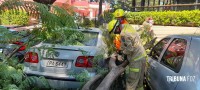 Árvore cai sobre três veículos no centro de Foz do Iguaçu