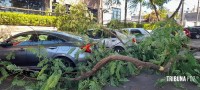 Árvore cai sobre três veículos no centro de Foz do Iguaçu