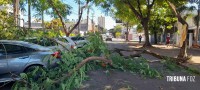 Árvore cai sobre três veículos no centro de Foz do Iguaçu