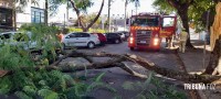 Árvore cai sobre três veículos no centro de Foz do Iguaçu