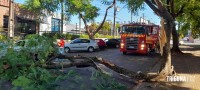 Árvore cai sobre três veículos no centro de Foz do Iguaçu