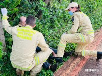 Homem é agredido durante assalto na pista de caminhada da marginal da BR-277