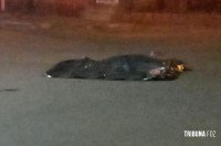 Homem morre após ser atropelado por van durante a madrugada no Jardim São Paulo