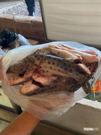 Segunda etapa de operação ambiental conjunta apreende pescado irregular em Capanema