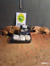 BPFRON apreende 17,5 Kg de maconha tipo capulho com auxílio de cães de faro em abordagem a ônibus em Foz do Iguaçu